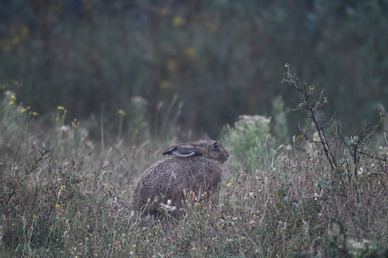 Haas (Lepus europaeus).