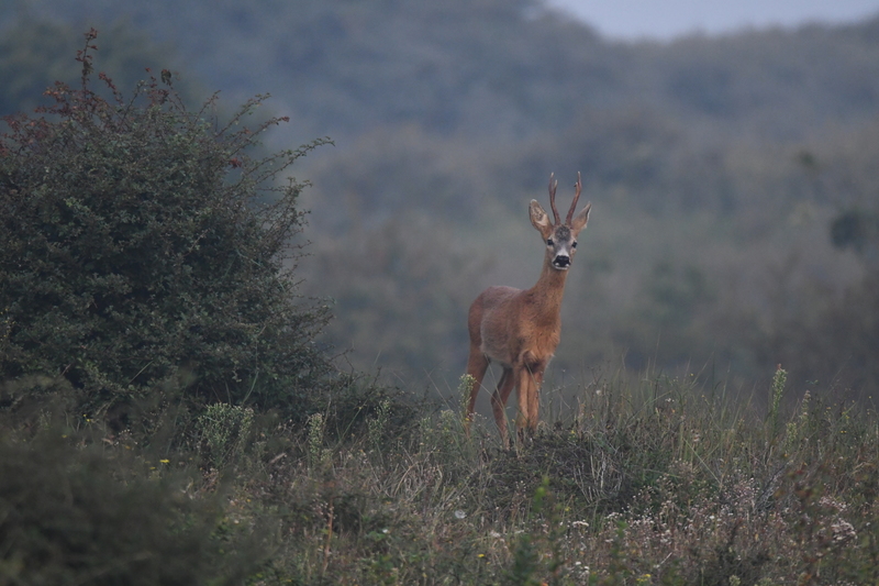 Ree (Capreolus capreolus).