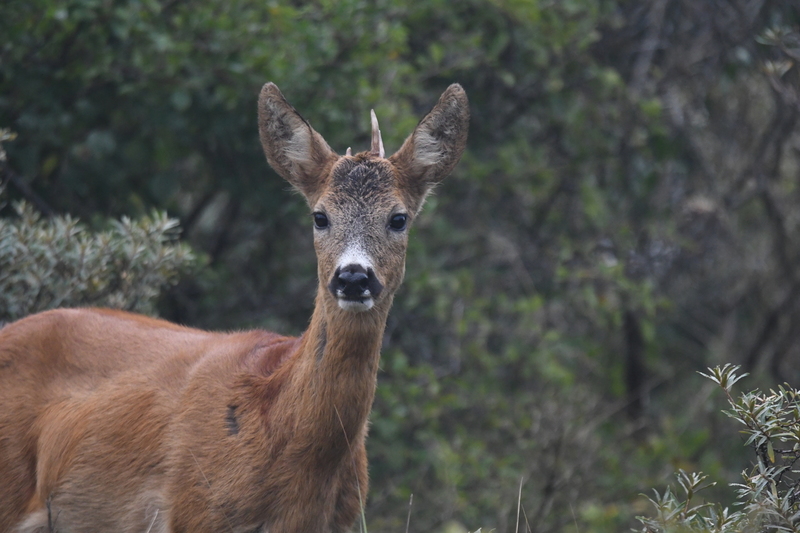 Ree (Capreolus capreolus).