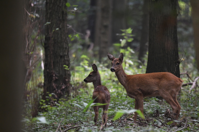 Ree (Capreolus capreolus).
