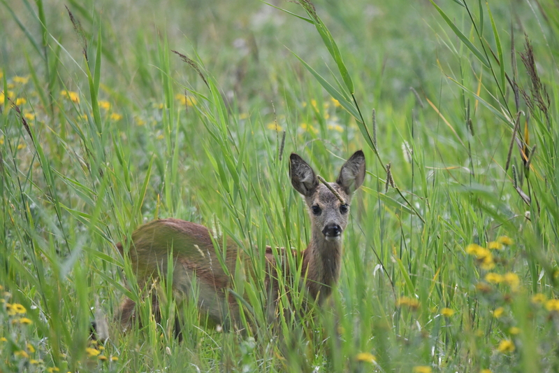 Ree (Capreolus capreolus).