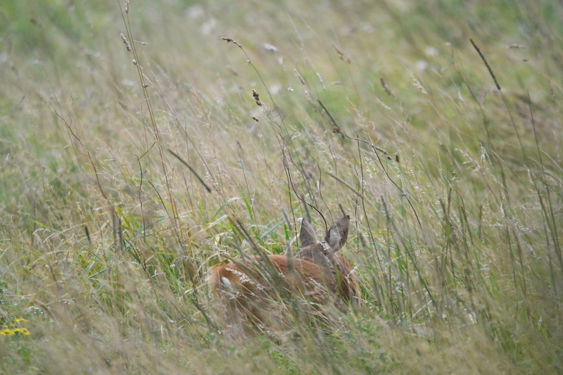 Ree (Capreolus capreolus).
