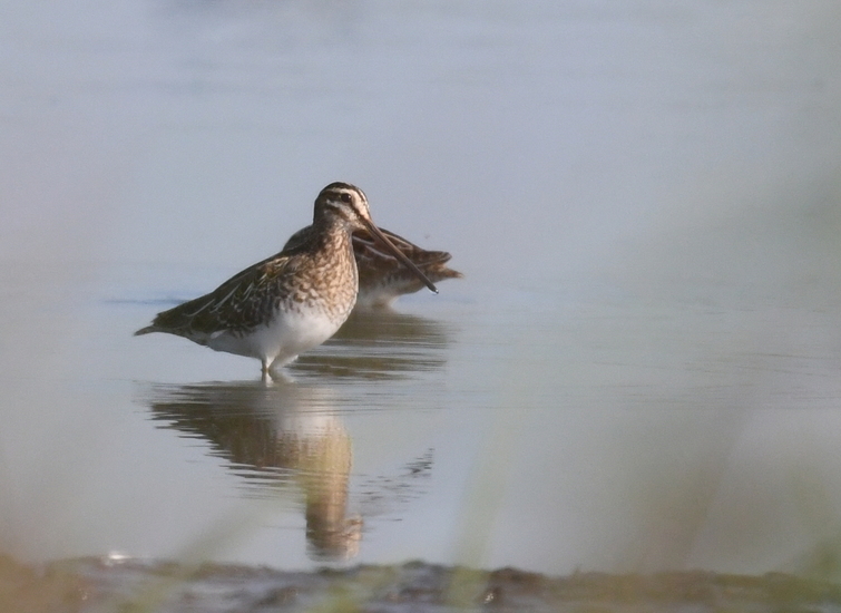 Watersnip (Gallinago gallinago).