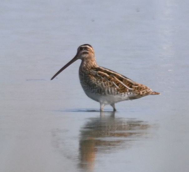 Watersnip (Gallinago gallinago).