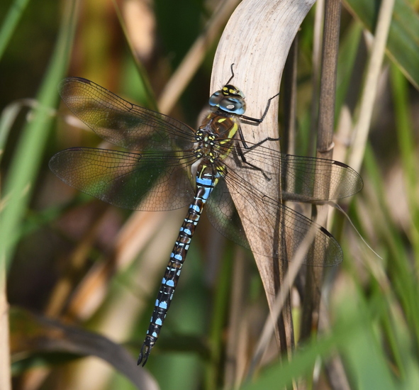 Paardenbijter (Aeshna mixta).