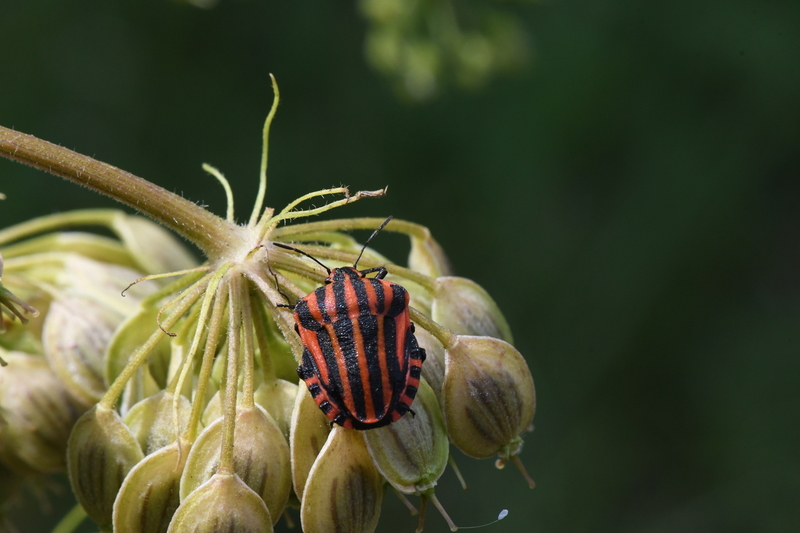 Pyjamaschildwants (Graphosoma italicum).