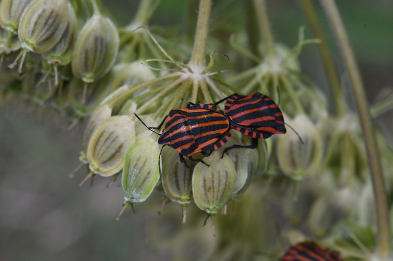 Pyjamaschildwants (Graphosoma italicum).