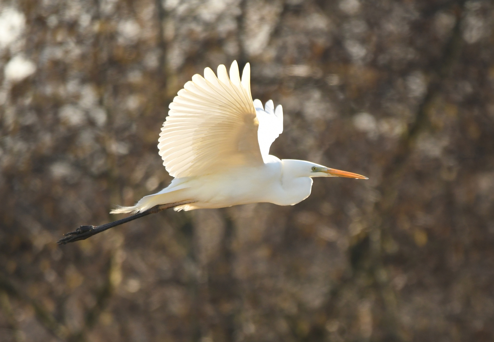 Grote zilverreiger (Ardea alba).