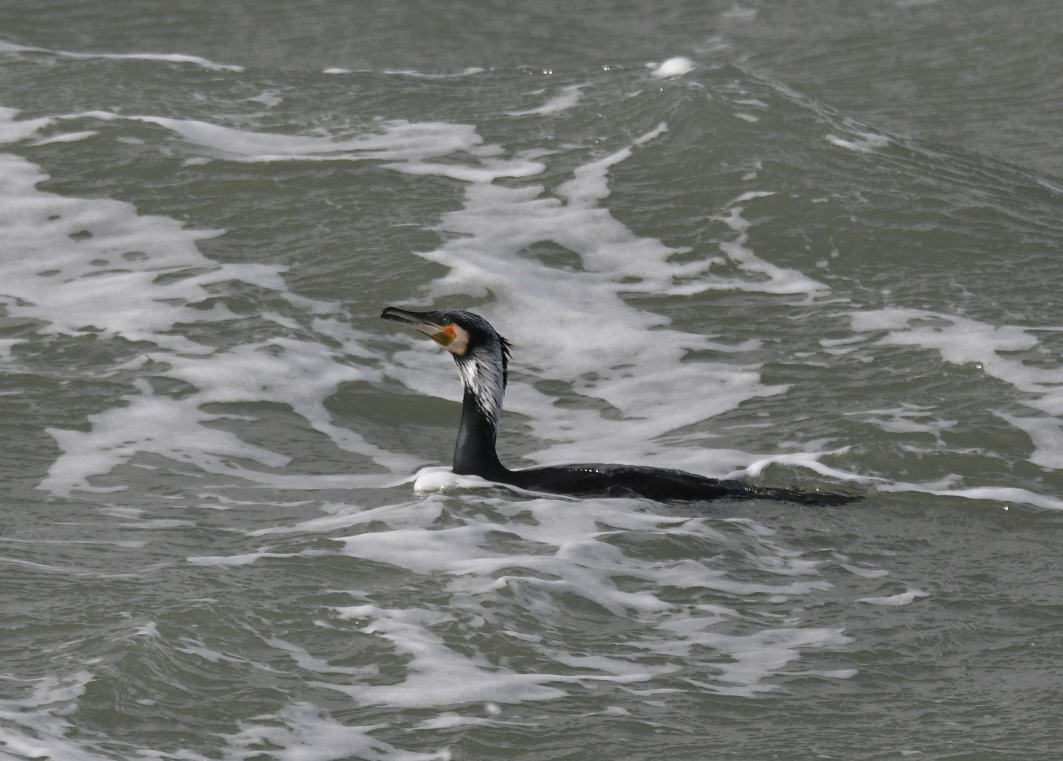 Aalscholver (Phalacrocorax carbo).
