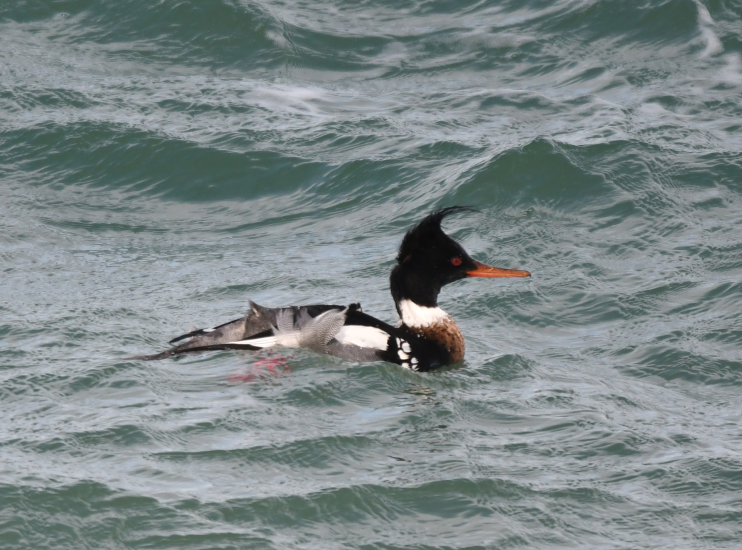 Middelste zaagbek (Mergus serrator).