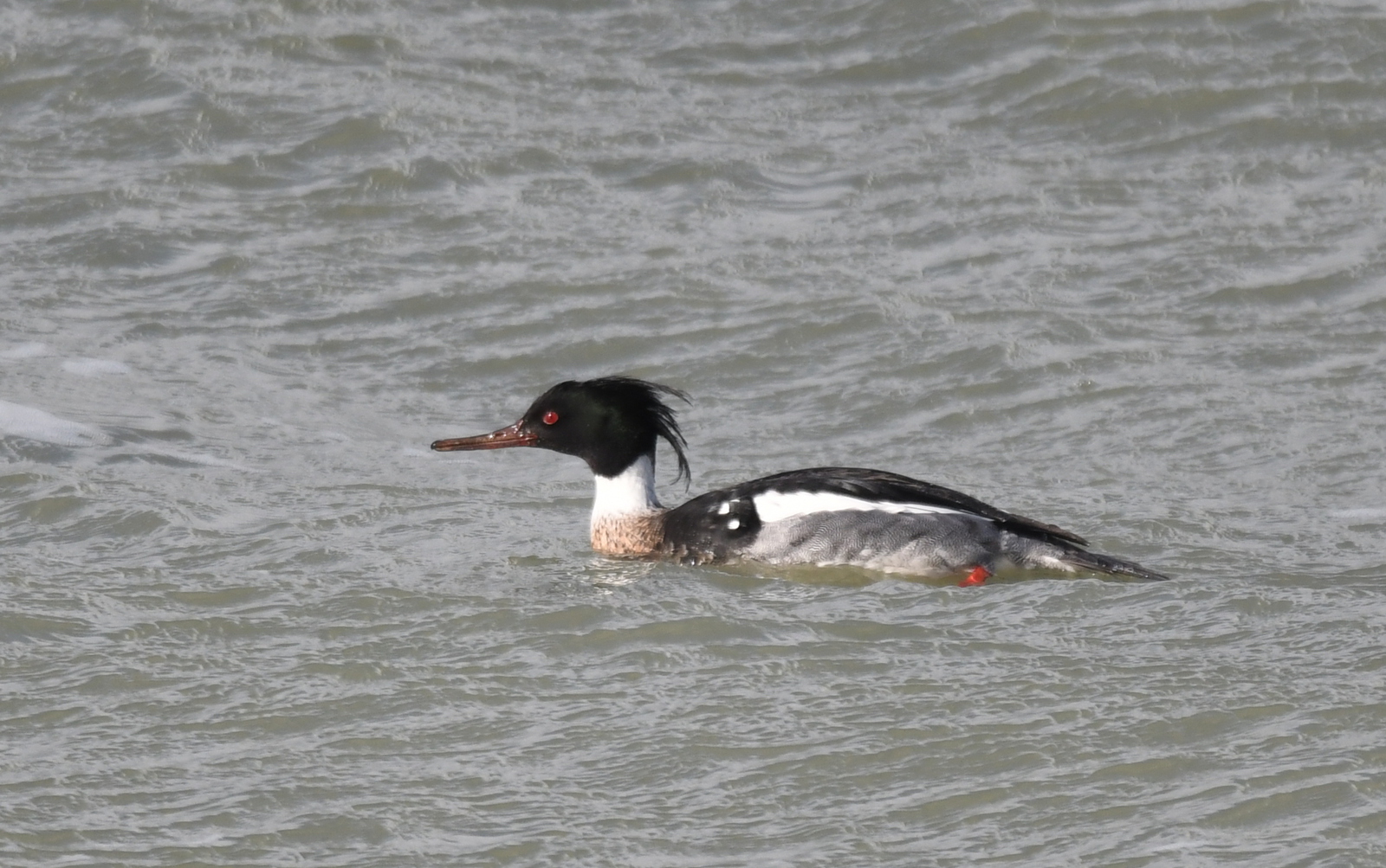 Middelste zaagbek (Mergus serrator).