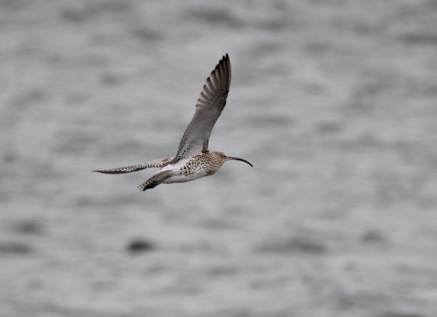 Wulp (Numenius arquata).