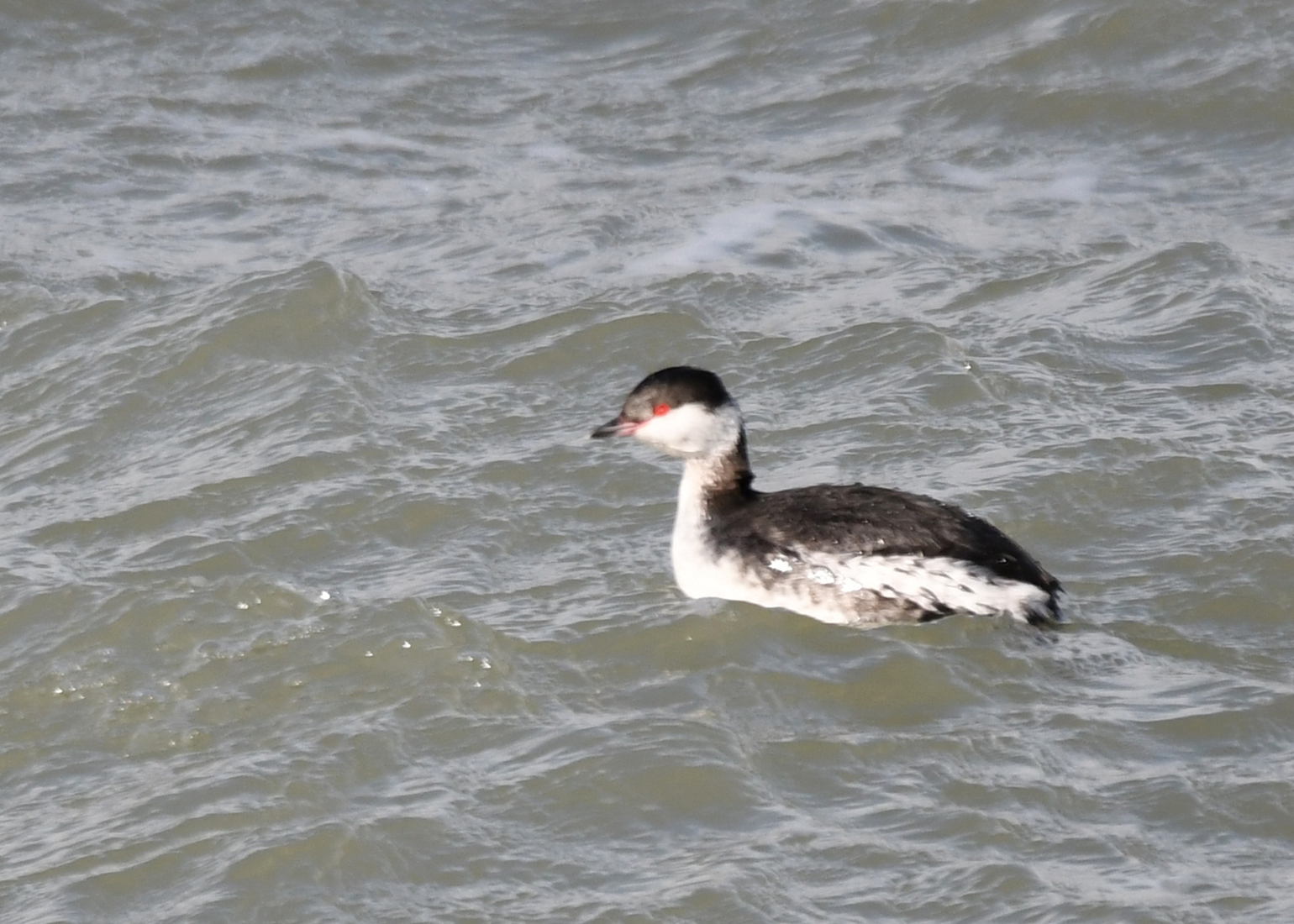 Kuifduiker (Podiceps auritus).