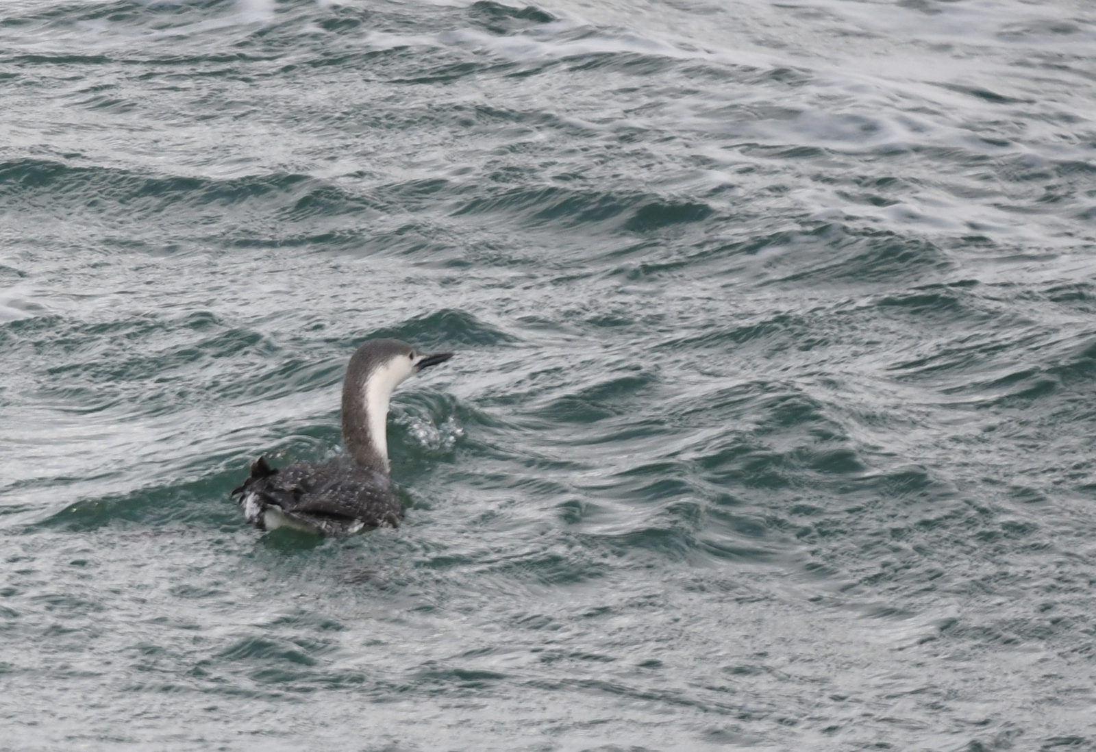Roodkeelduiker (Gavia stellata).