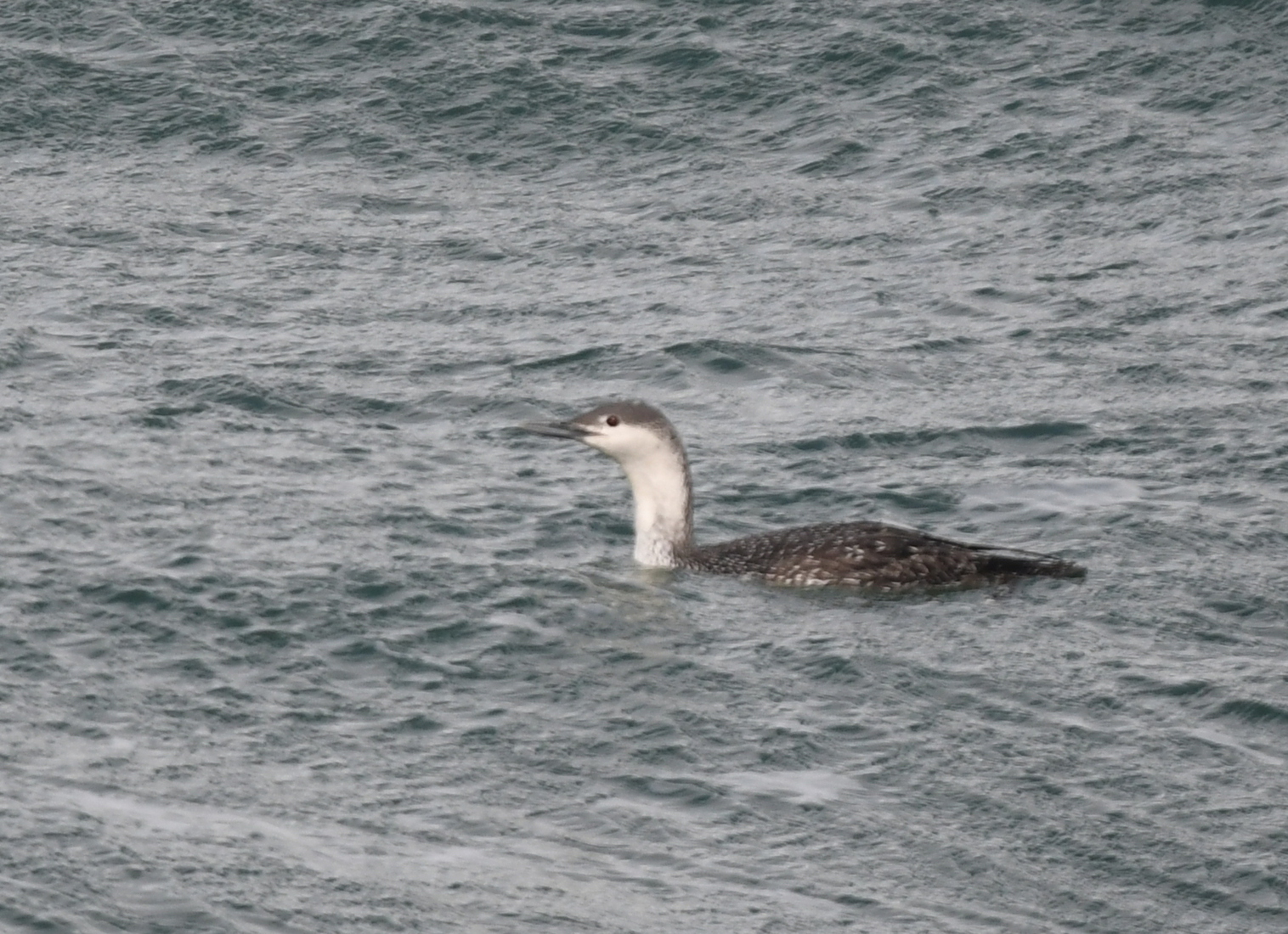 Roodkeelduiker (Gavia stellata).