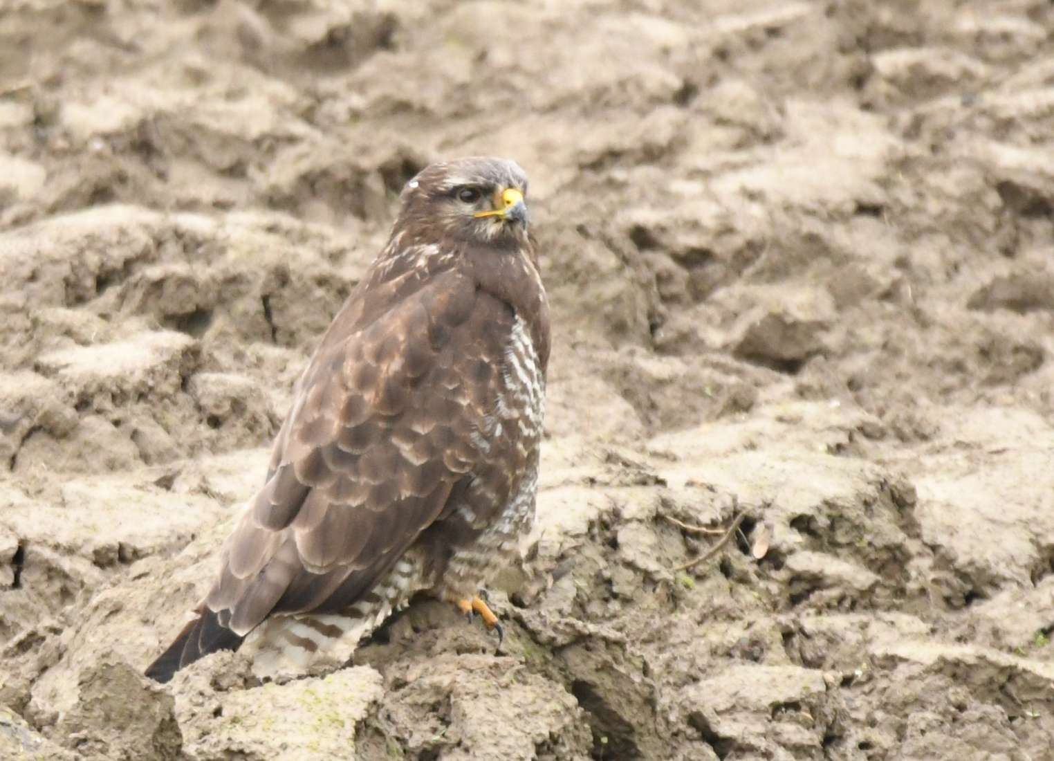 Buizerd (Buteo buteo).