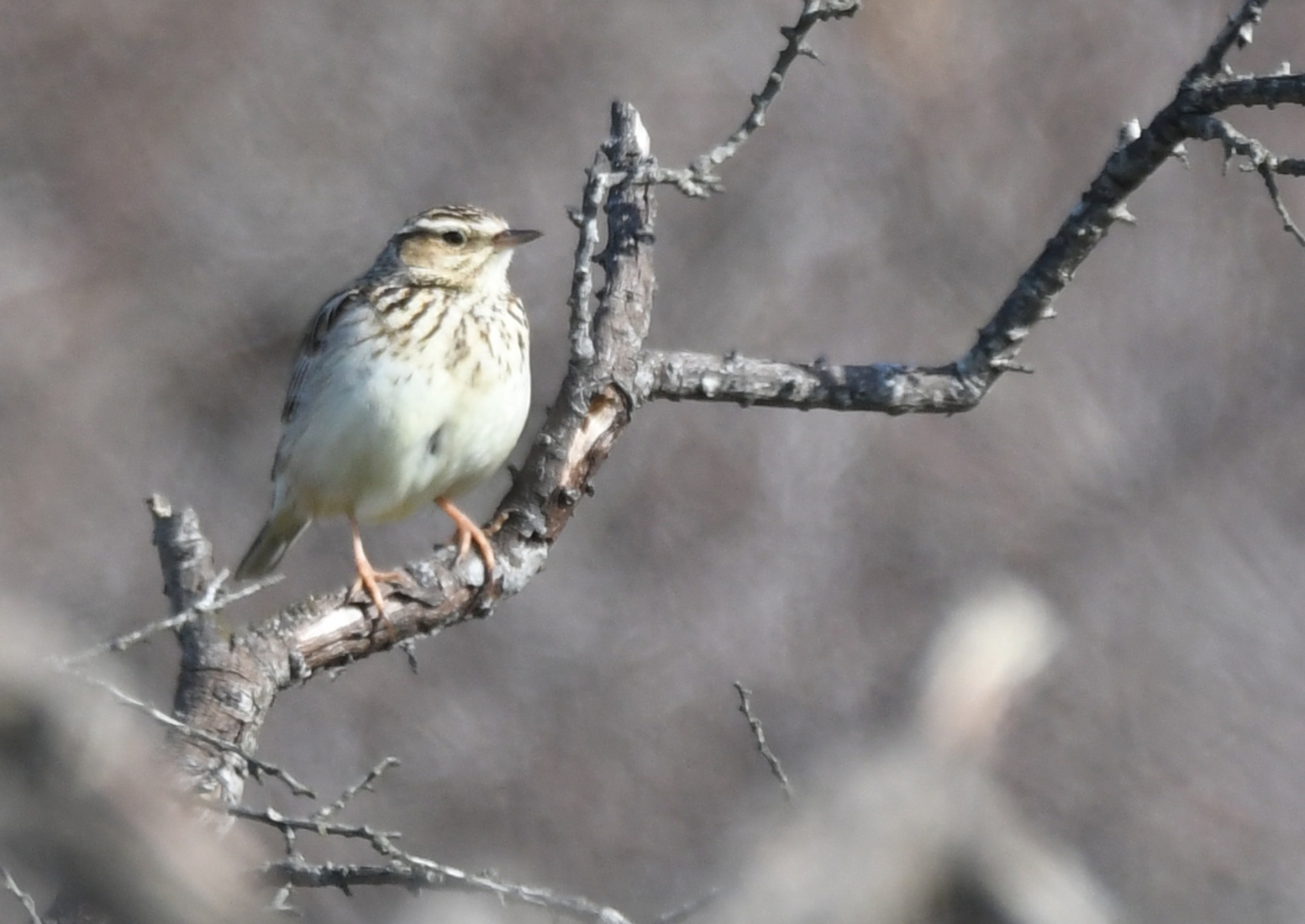 Boomleeuwerik (Lullula arborea).