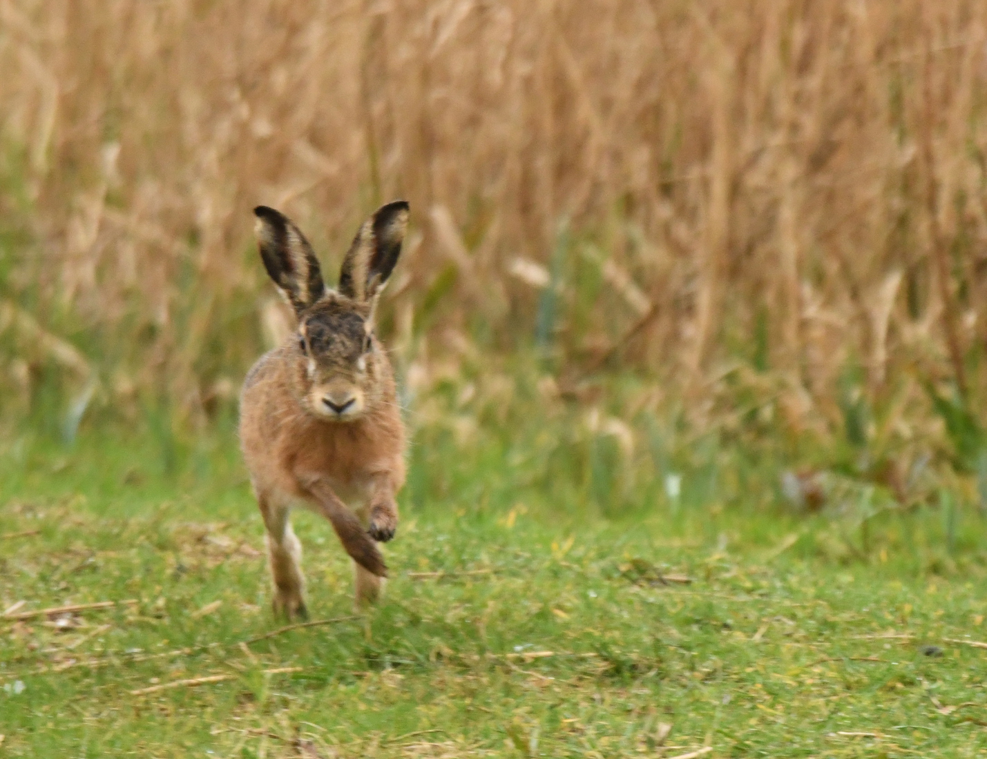 Haas (Lepus europaeus).