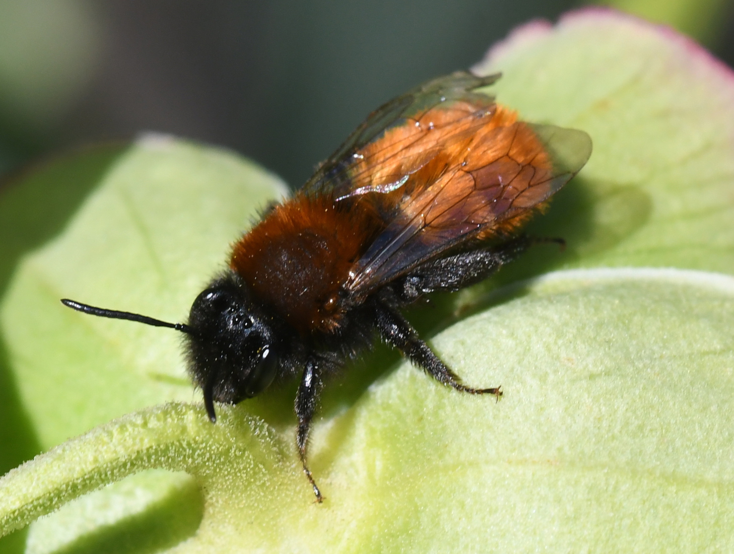 Vosje (Andrena fulva).