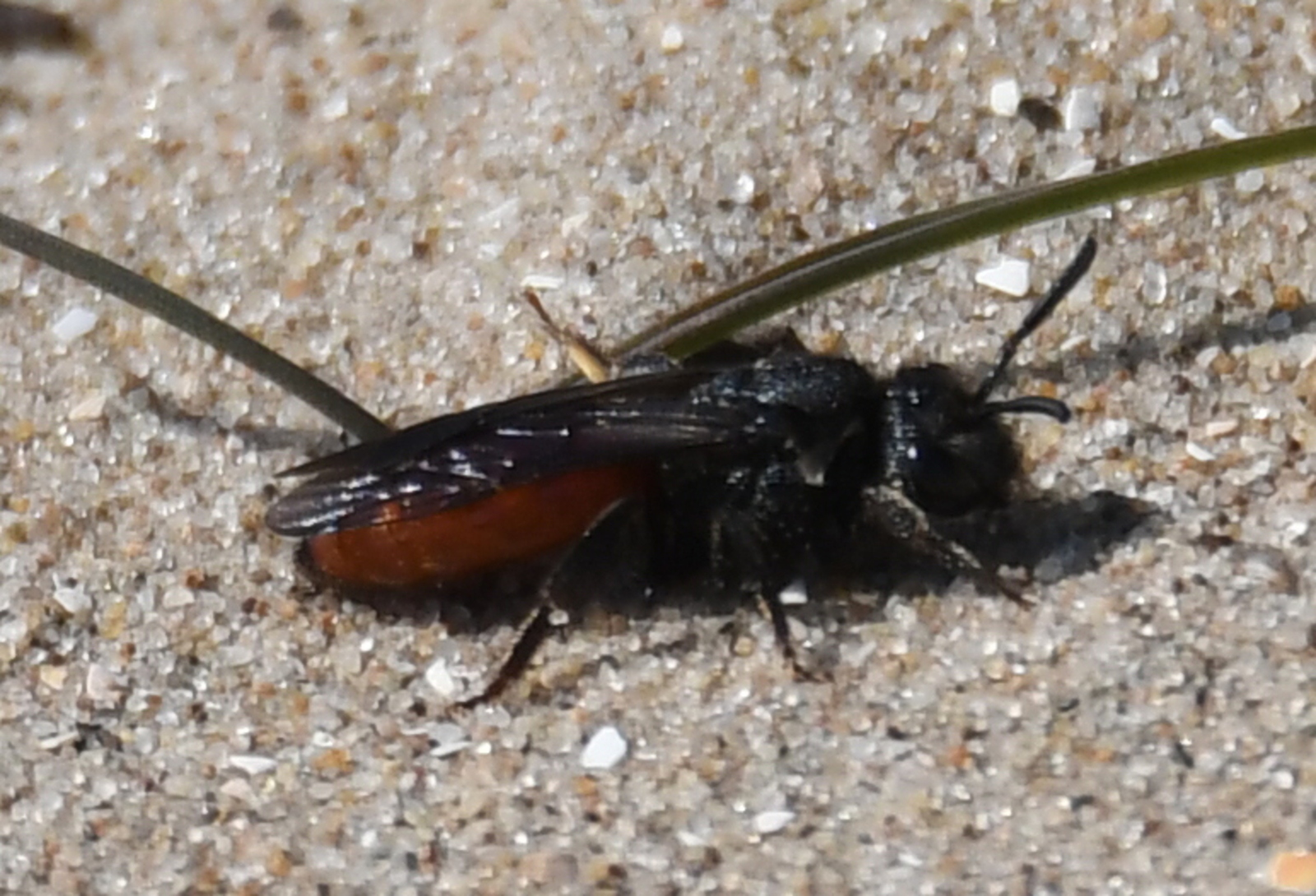 Grote bloedbij (Sphecodes albilabris).