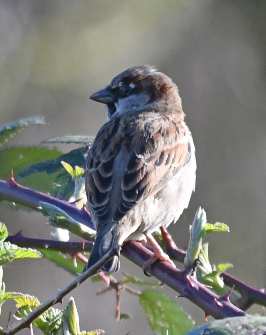 Huismus (Passer domesticus).