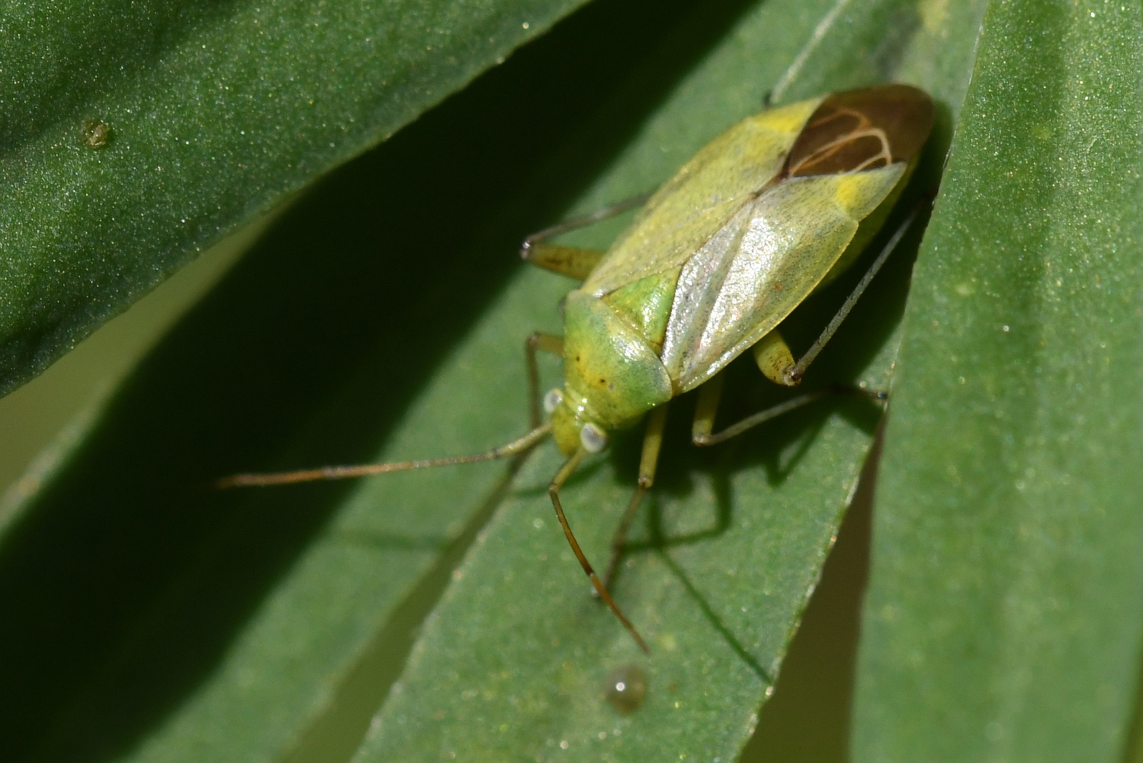 Aardappelprachtblindwants (Closterotomus norwegicus).