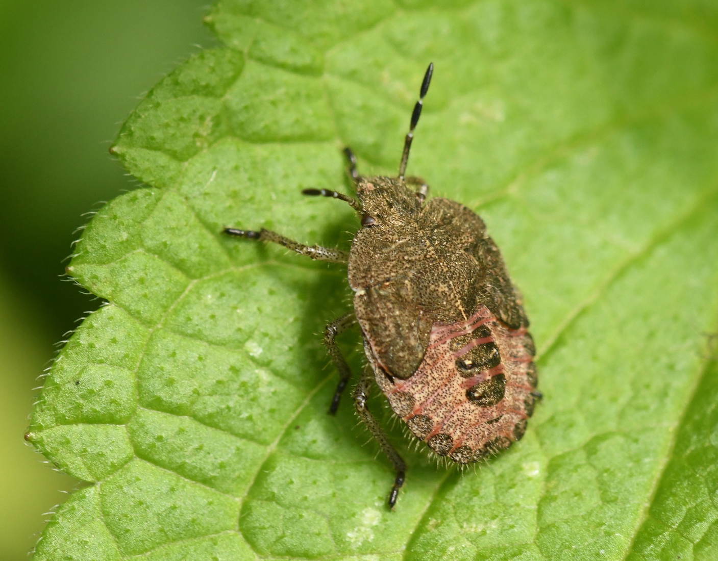 Bessenschildwants (Dolycoris baccarum) .