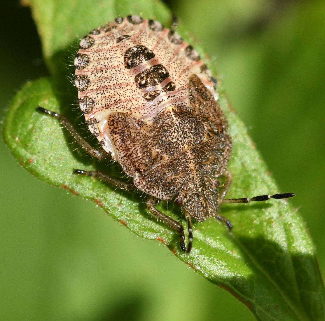 Bessenschildwants (Dolycoris baccarum) .
