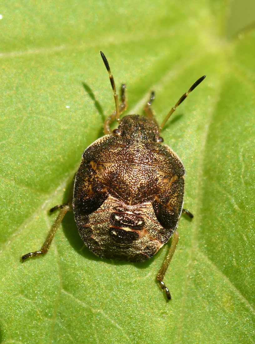 Zuidelijke schildwants (Peribalus strictus).