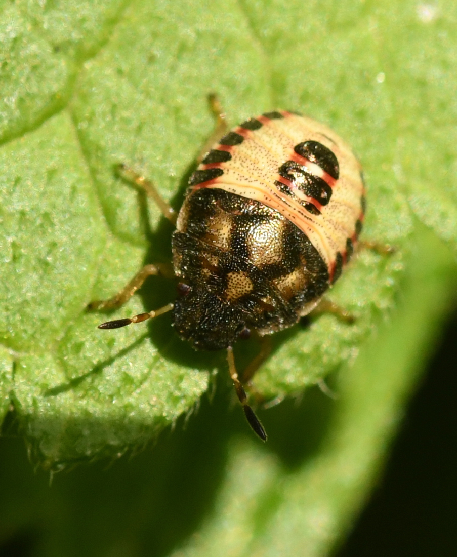 Zuidelijke schildwants (Peribalus strictus).
