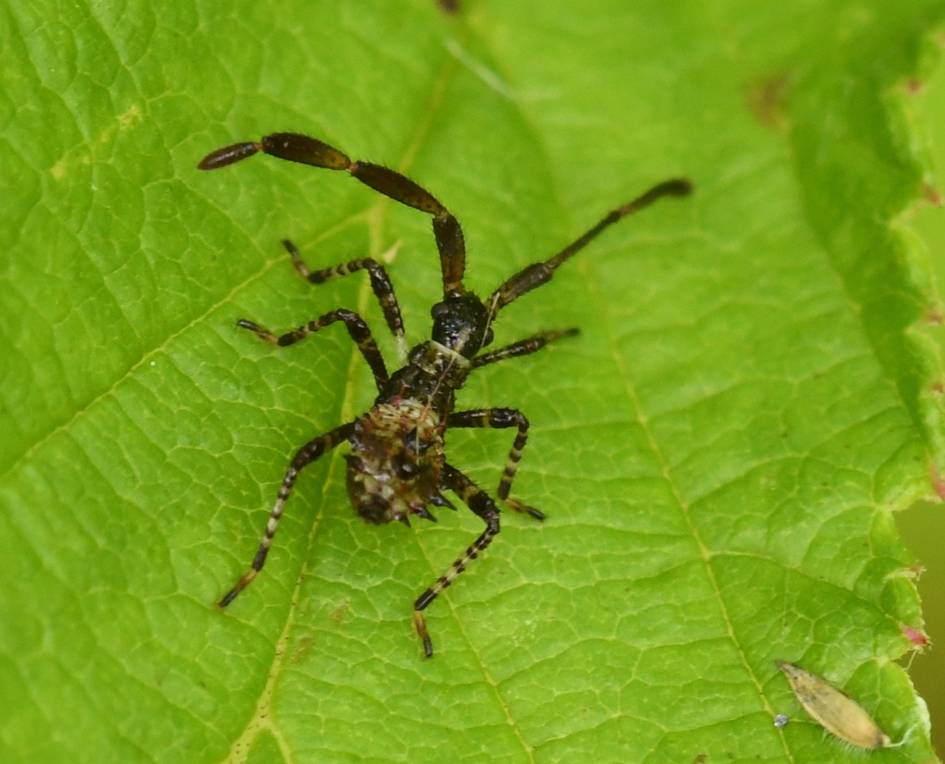 Zuringrandwants (Coreus marginatus).