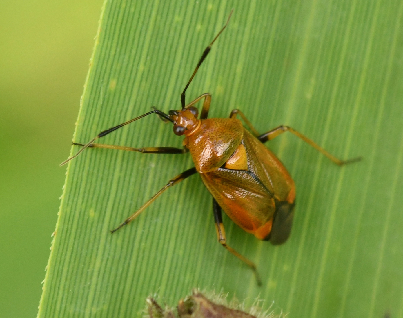 Rode halsbandwants (Deraeocoris ruber) .