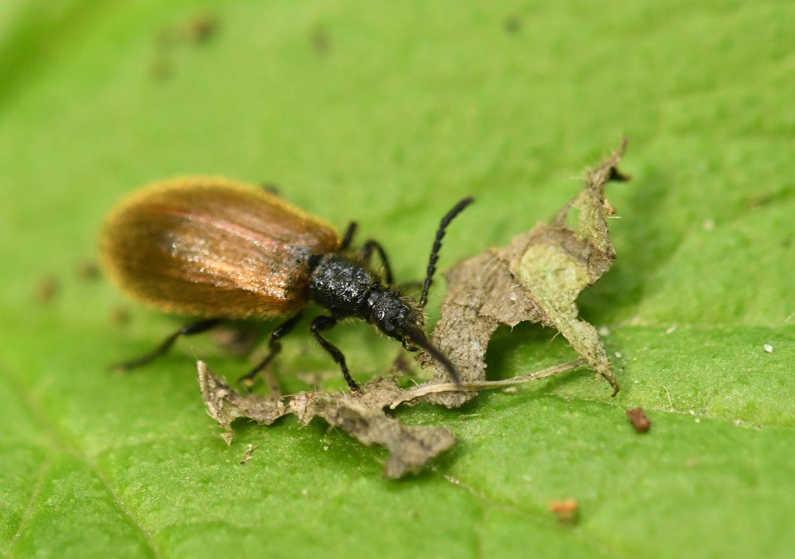 Wolkever (Lagria spec).