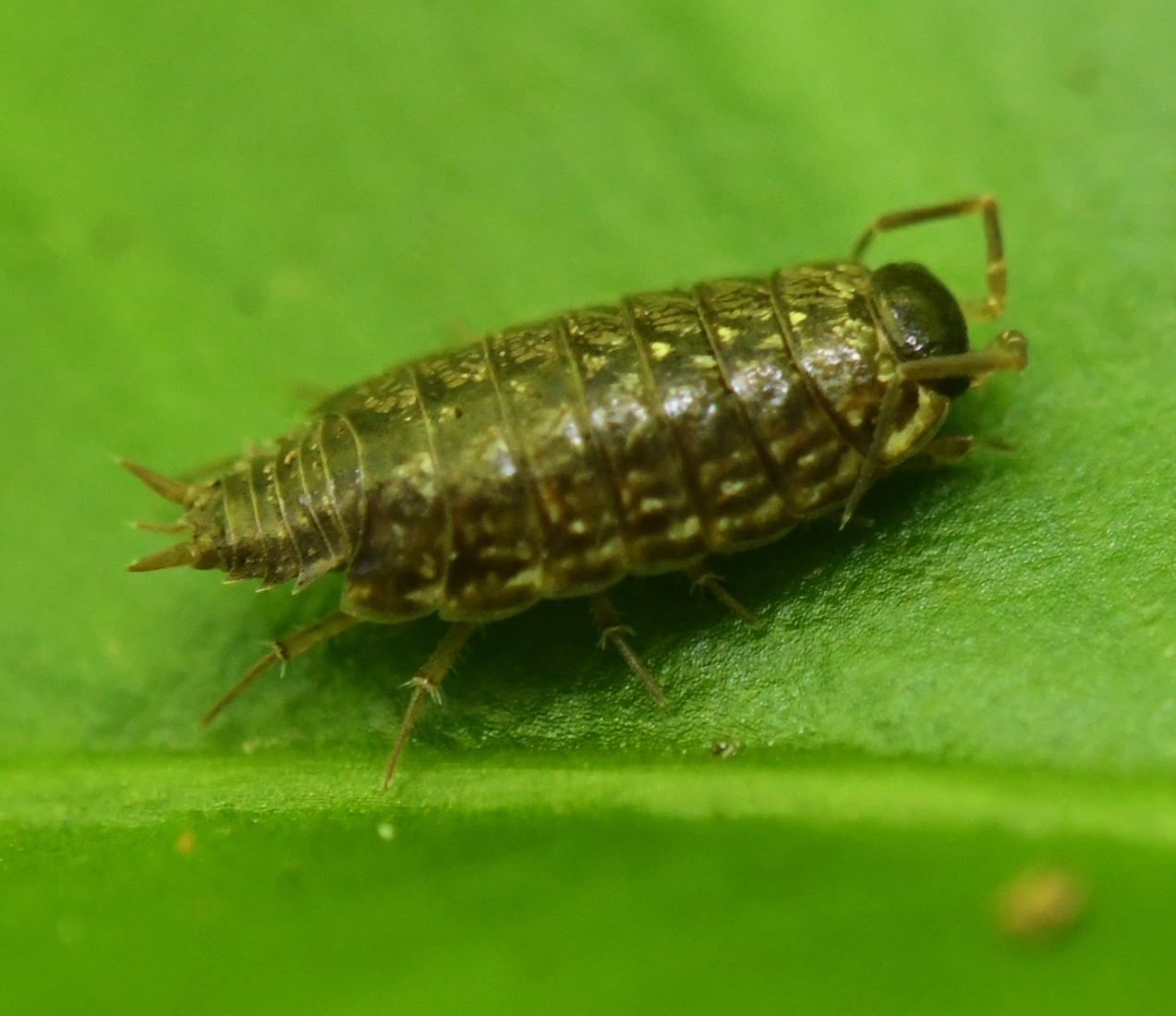 Mospissebed (Philoscia muscorum).