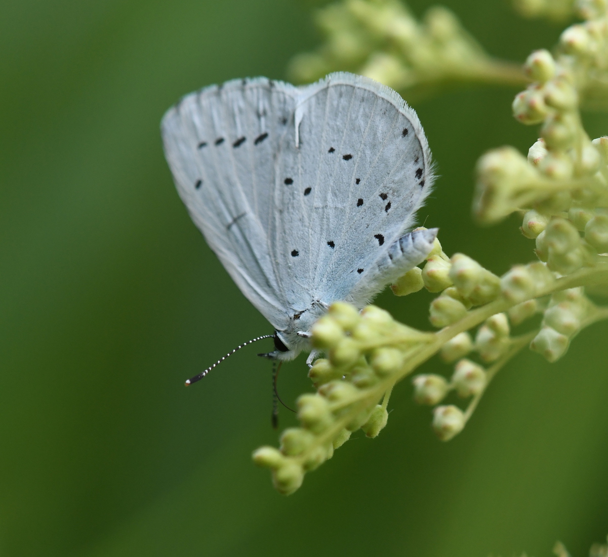 Boomblauwtje (Celastrina argiolus).