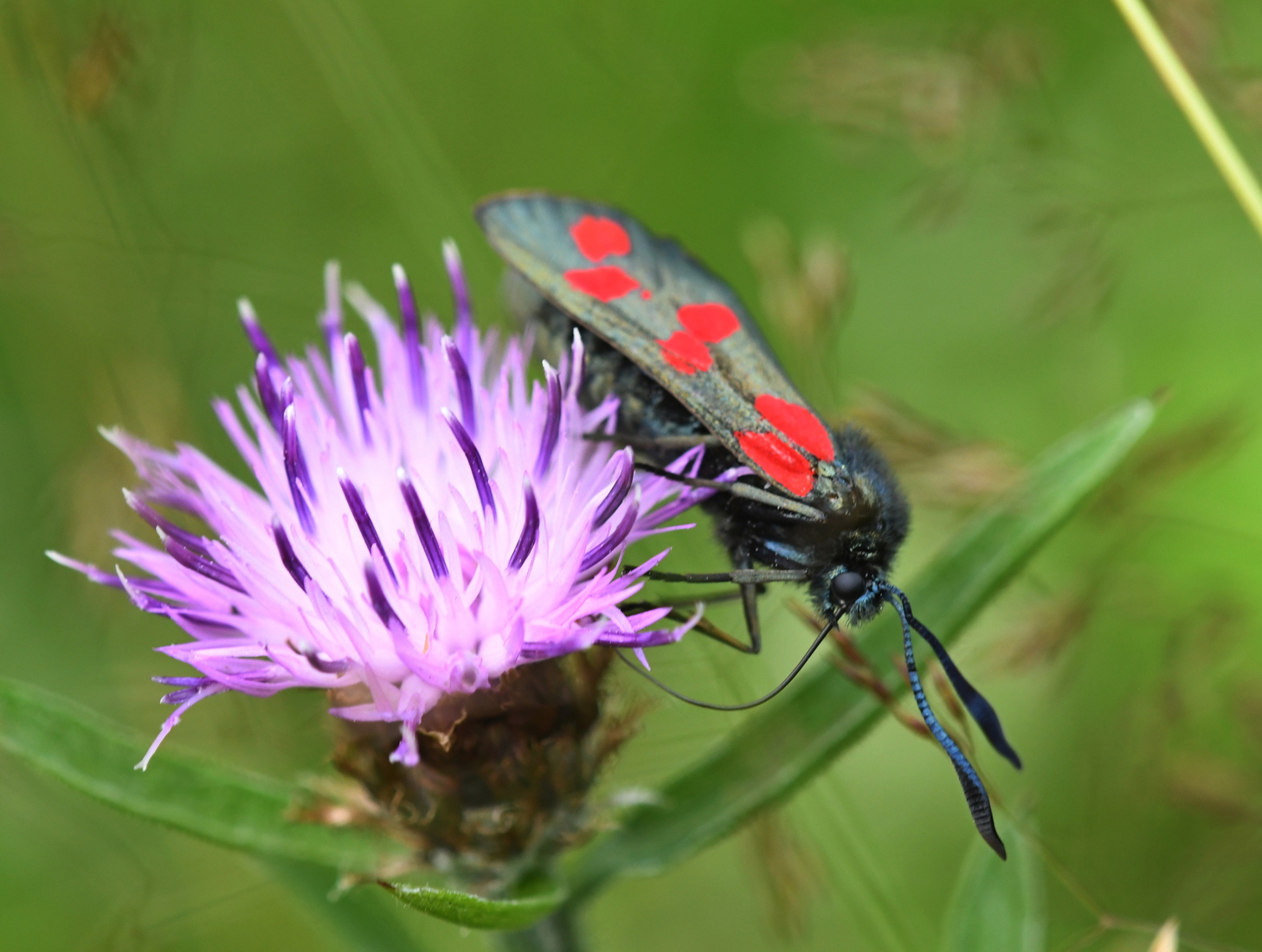 Sint-jansvlinder (Zygaena filipendulae).