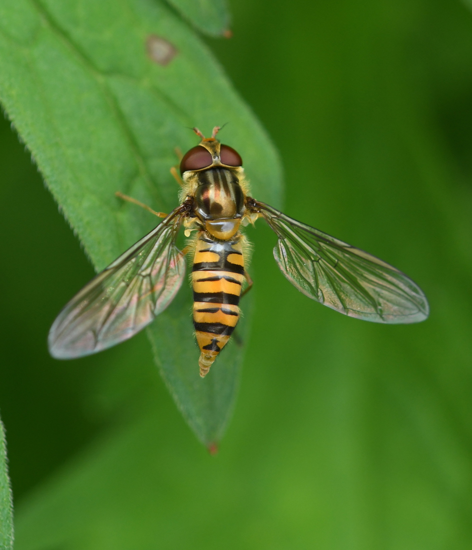 Snorzweefvlieg (Episyrphus balteatus).