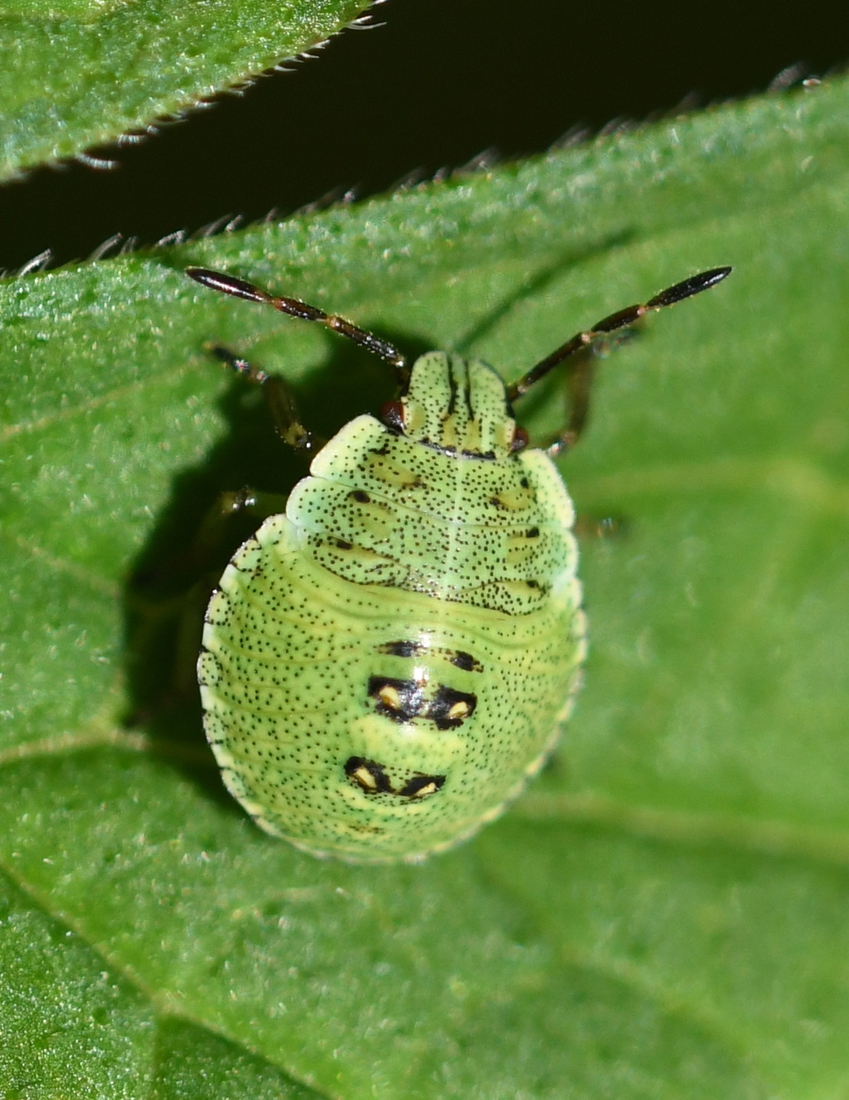 Groene schildwants (Palomena prasina).