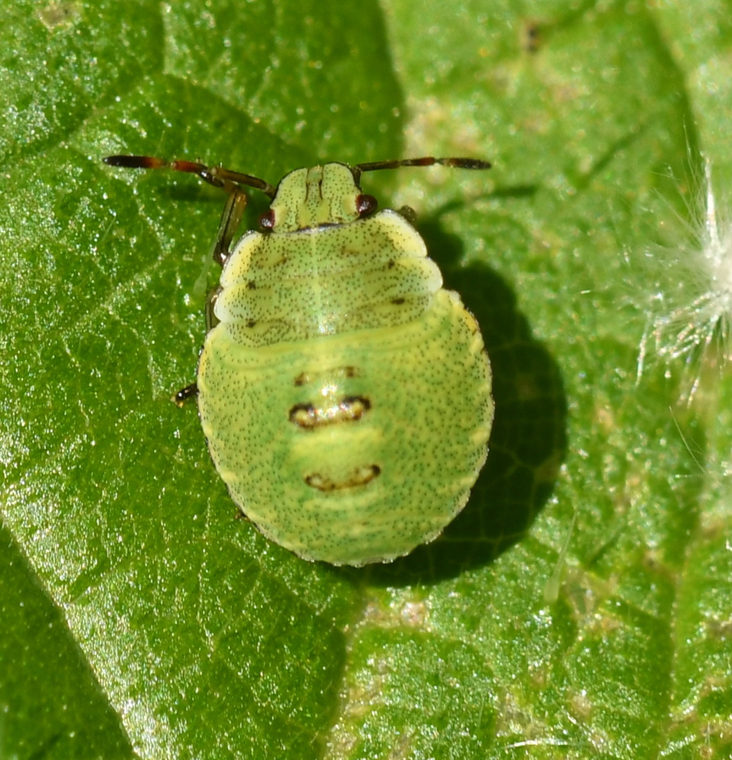 Groene schildwants (Palomena prasina).