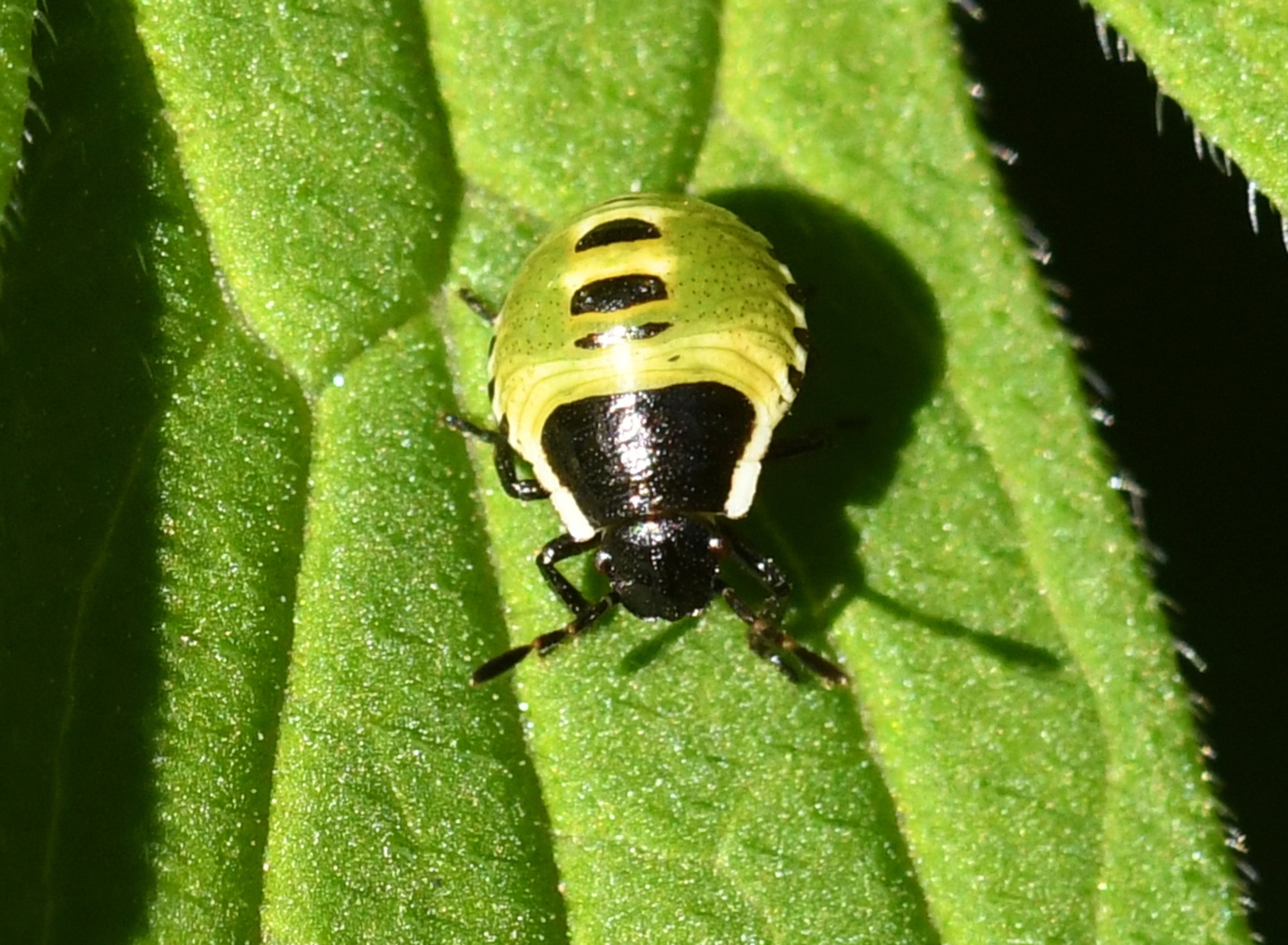 Groene schildwants (Palomena prasina).