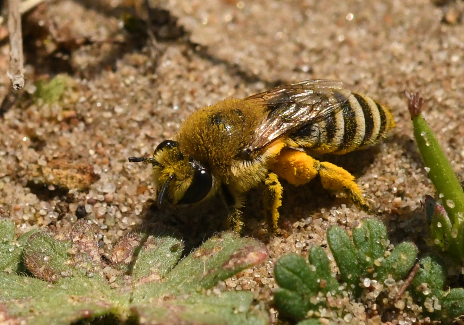 Duinzijdebij ( Colletes fodiens ).