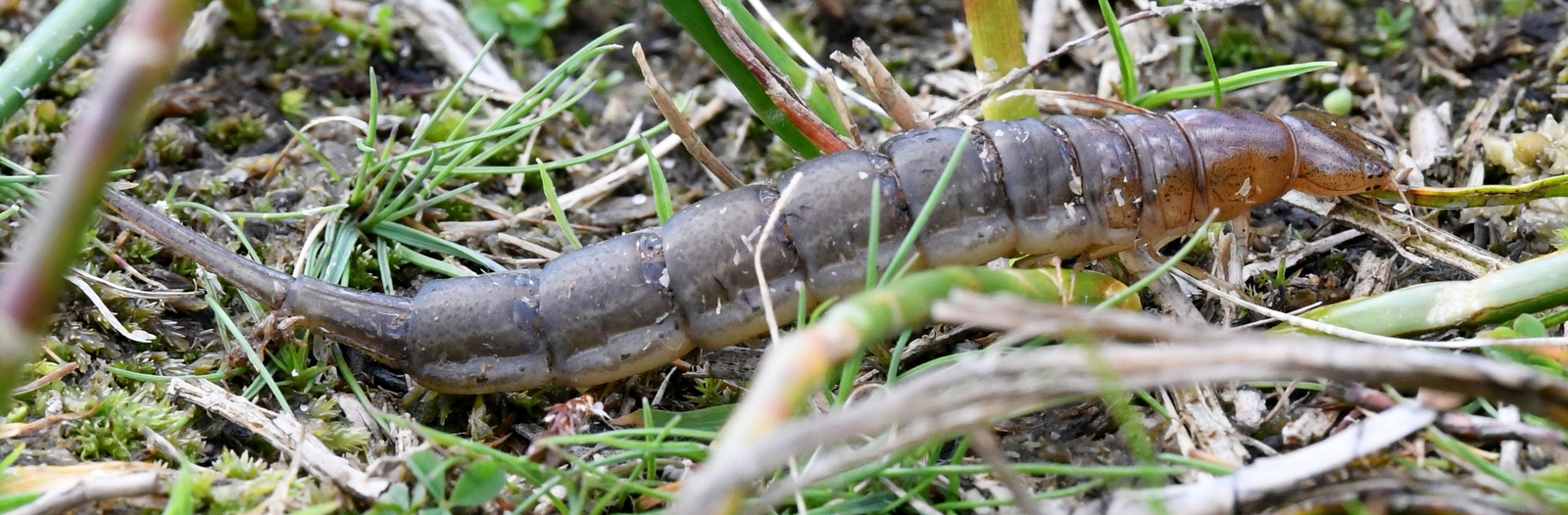 Geelgerande watertor (Dytiscus marginalis).