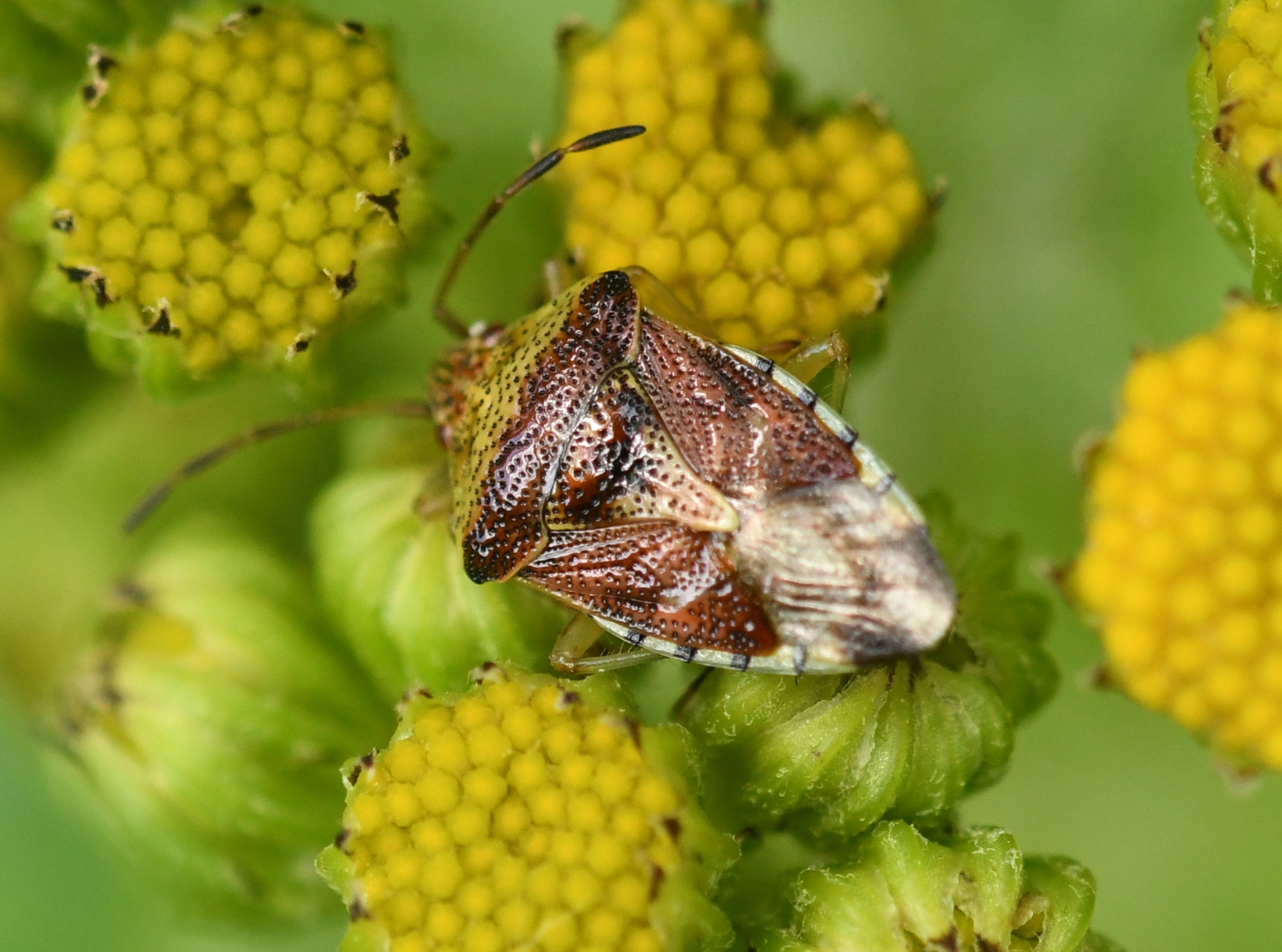 Gewone kielwants (Elasmucha grisea).