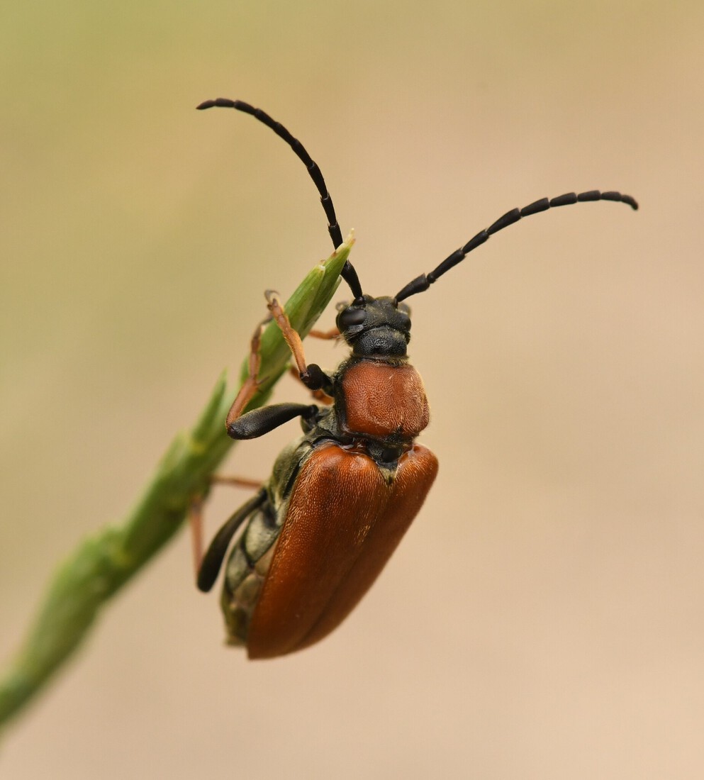Gewone smalboktor - Stictoleptura rubra.