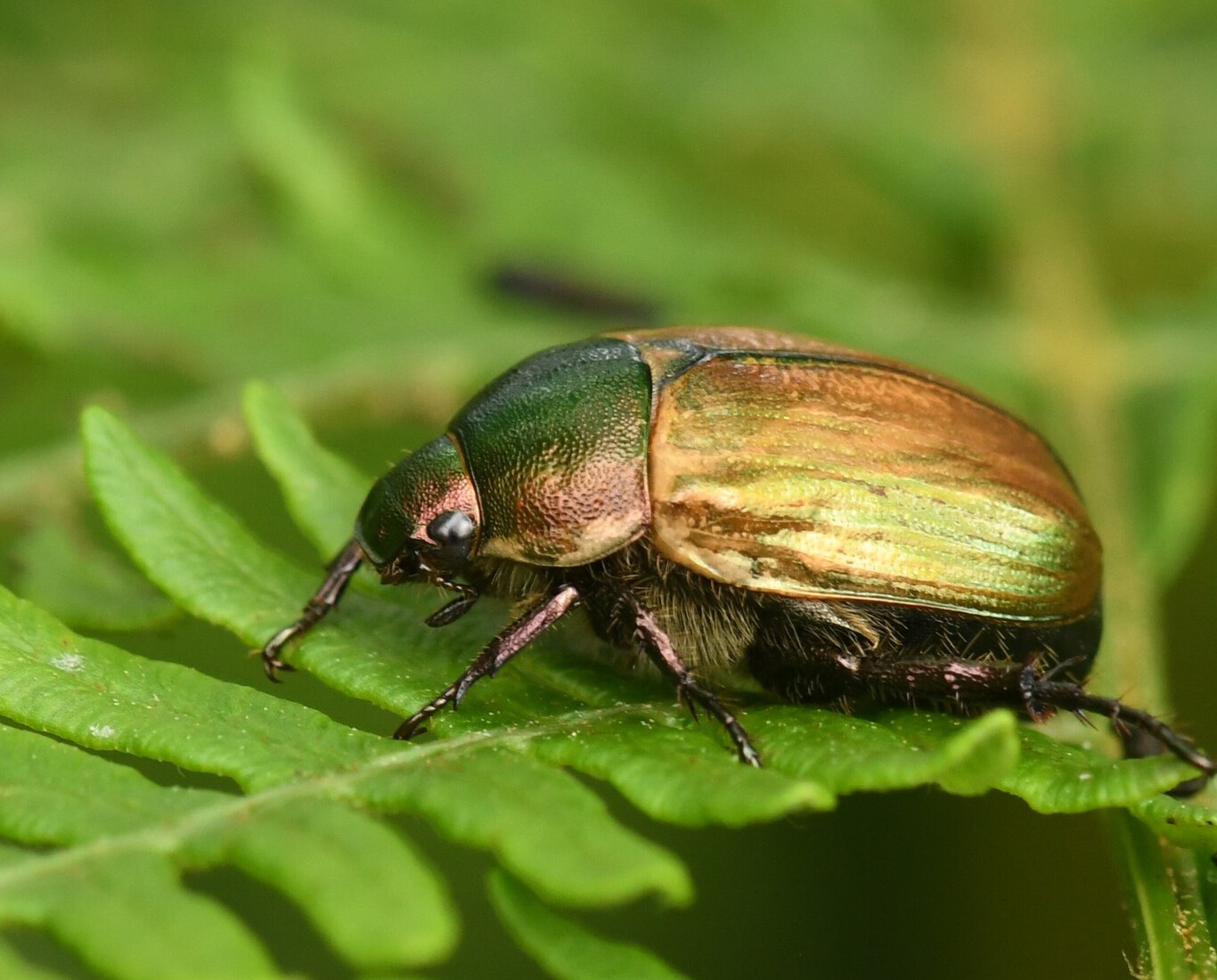 Anomala dubia.