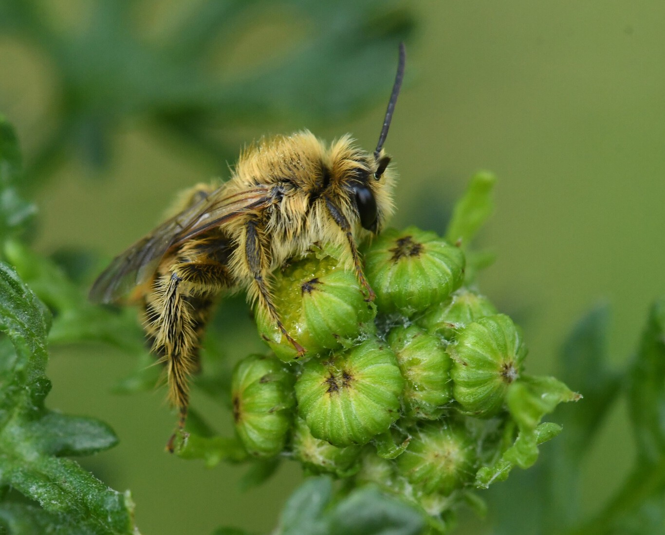 Pluimvoetbij - Dasypoda hirtipes.