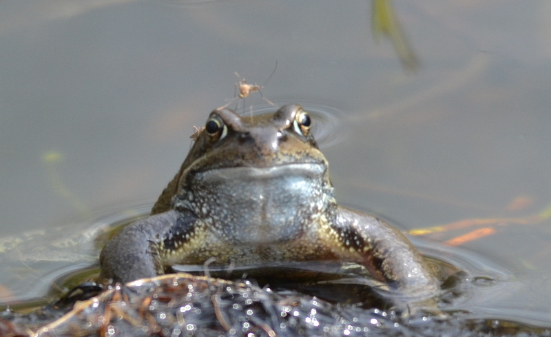 Bruine kikker