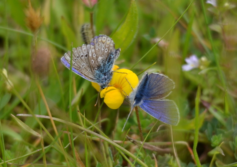 Icarusblauwtje