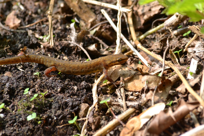 Kleine watersalemander
