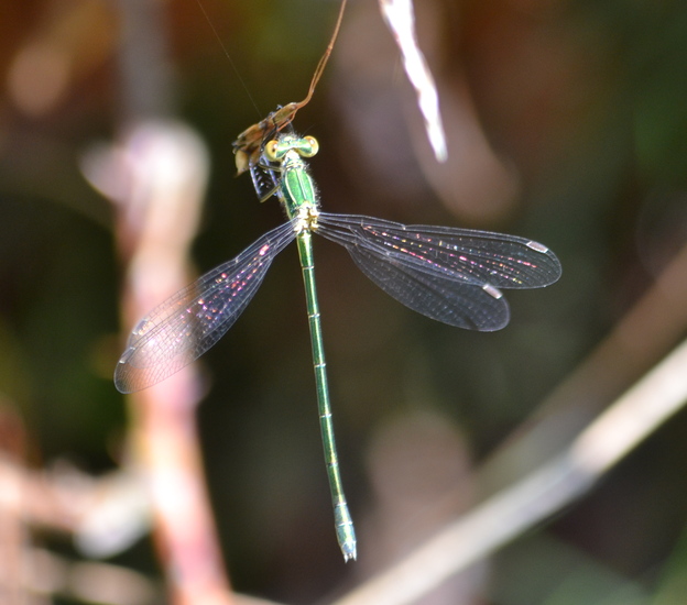 Tengere pantserjuffer